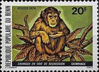 Chimpanzee (Pan troglodytes)