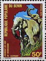 African Elephant (Loxodonta africana)