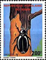 Rhinoceros Beetle (Oryctes sp.)