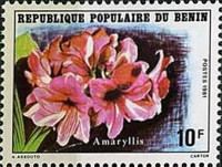 Hippeastrum sp.