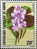 Eichhornia crassipes