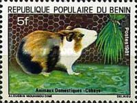 Domestic Guinea Pig (Cavia porcellus)