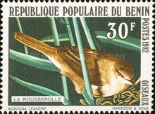 Eurasian Reed Warbler (Acrocephalus scirpaceus)