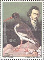 Eurasian Oystercatcher (Haematopus ostralegus)