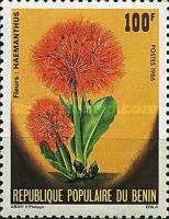 Haemanthus
