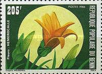 Hemerocallis sp.