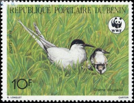 Roseate Tern (Sterna dougallii)