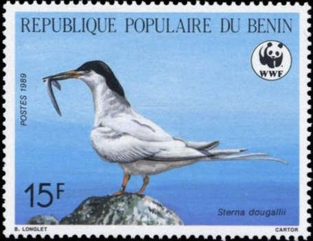 Roseate Tern (Sterna dougallii)