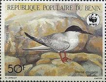 Roseate Tern (Sterna dougallii)