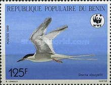 Roseate Tern (Sterna dougallii)