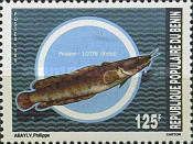 Burbot (Lota lota)