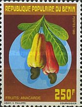 Cashew (Anacardium occidentale)