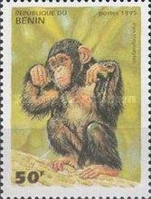 Chimpanzee (Pan troglodytes)