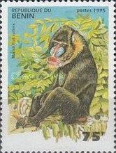 Mandrill (Mandrillus sphinx)