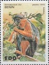Western Red Colobus (Piliocolobus badius)