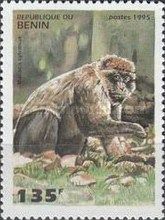 Barbary Macaque (Macaca sylvanus)