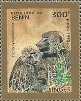 Yellow Baboon (Papio cynocephalus)