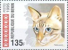 Tabby Point (Felis silvestris catus)