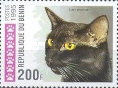 Black Shorthair (Felis silvestris catus)