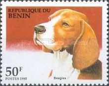 Beagle (Canis lupus familiaris)