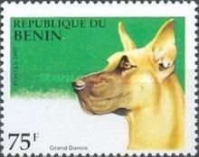 Great Dane (Canis lupus familiaris)