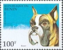 German Boxer (Canis lupus familiaris)