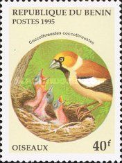 Hawfinch (Coccothraustes coccothraustes)