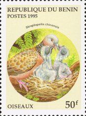 Spotted Dove (Streptopelia chinensis)