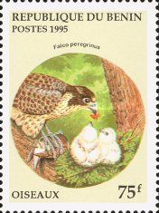 Peregrine Falcon (Falco peregrinus)