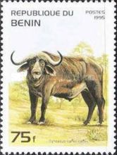 African Buffalo (Syncerus caffer)