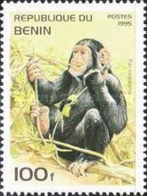 Chimpanzee (Pan troglodytes)