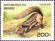 Cape Ground Squirrel (Geosciurus inauris)