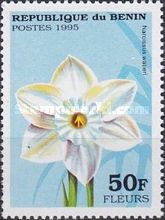 Narcissus watieri