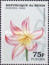 Amaryllis belladonna