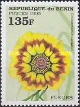 Chrysanthemum carinatun