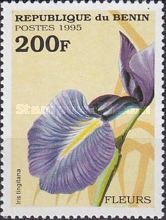 Iris tingitana