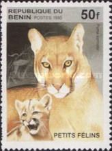 Cougar (Felis concolor)