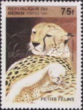 Cheetah (Acinonyx jubatus)