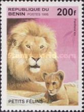 Lion (Panthera leo)