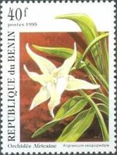 Angraecum sesquipedale