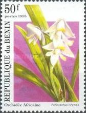 Polystachya virginea