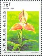 Disa uniflora