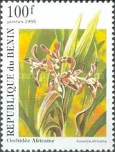 Ansellia africana