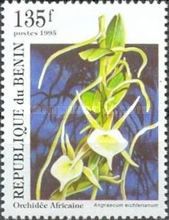Angraecum eichlerianum