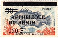 Atlantic Tripletail (Lobotes surinamensis)