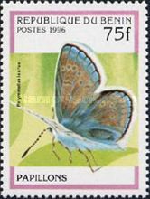 Common Blue (Polymmatus icarus)