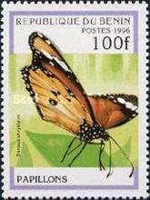 African Monarch (Danaus chrysippus)