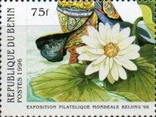 Water Lily