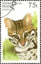 Ocelot (Leopardus pardalis)
