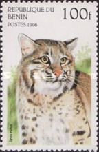 Bobcat (Lynx rufus)